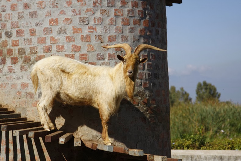 goat-tower-5