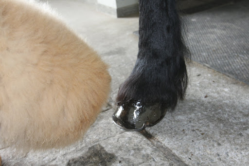 Wow!  Rinze's hooves are so shiny.