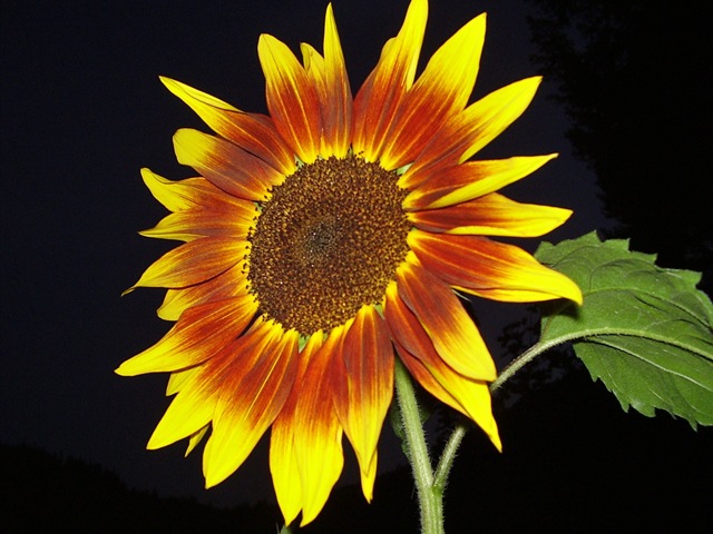 [sunflowerringoffire44.jpg]