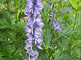 [aconitum%2520ferox%255B4%255D.jpg]