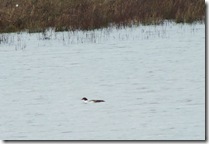 goosander