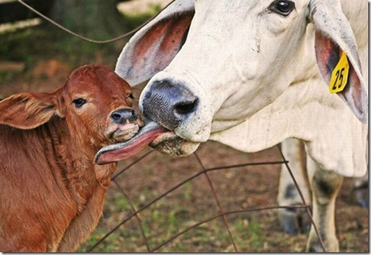 funny-animals-haha-27