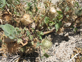 Funky gourds on the trail