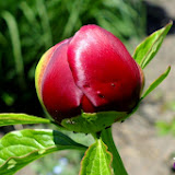 DSCF7097.jpg