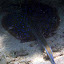 A Stingray - Oak Beach, Australia