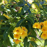 Tropical Flowers On the Road - Lifou, New Caledonia