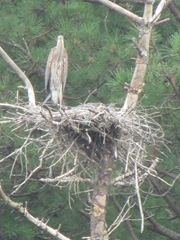 great blue herring 1 in nest1. 7.24