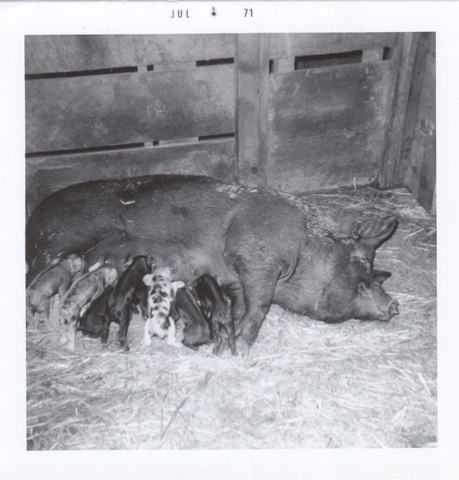 [Mother%2520pig%2520and%2520piglets%255B4%255D.jpg]