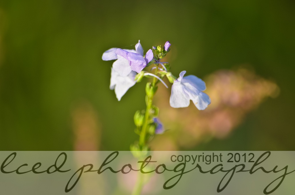 [DSC_1603%255B7%255D.jpg]