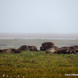 Boi almiscardo - Deadhorse - Alaska, EUA
