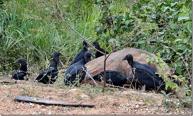 Pantanal_DSC08664