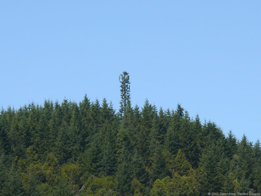 [Oregon%2520Cell-Pine%255B13%255D.jpg]