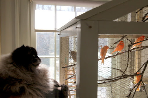 See?  I told you.  That's a blue parakeet that Martha bought as a songbird for her granddaughter, Baby Jude.  While canaries make lovely pets (and snacks), parakeets can be trained to sing and talk.
