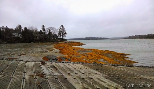 3-30-14 the cove at Mere Point Boat Launch