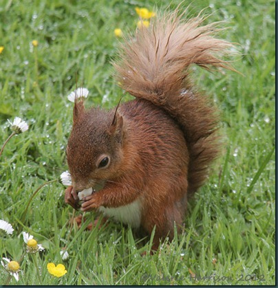 Red-Squirrel-1