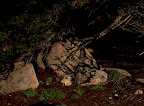 Hidden at the Lone Cypress