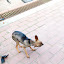 2012_11_18_Hmm_Jankowice17.jpg