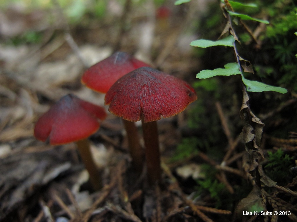 [witch%2527s%2520hat%2520Hygrocybe%2520conica%255B3%255D.jpg]