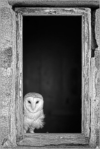 BarnOwl 2 . Jed Wee