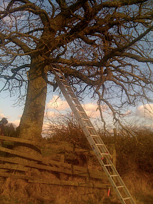 Finding the right tree, with good access and an Easterly facing entrance hole.