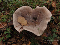 dsc05218.jpg