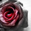 DSCN0430.JPG