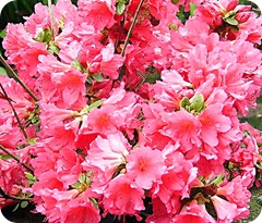 azalea japonica azalea japonica