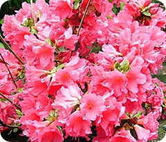 azalea japonica