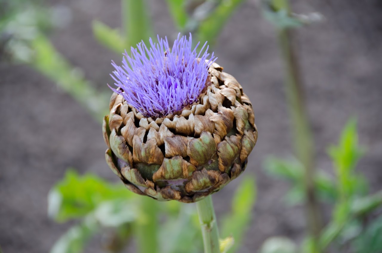 Artichoke blossom