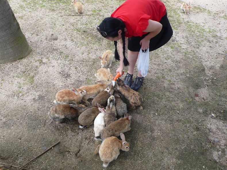 okunoshima-5