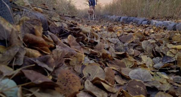 Leafs