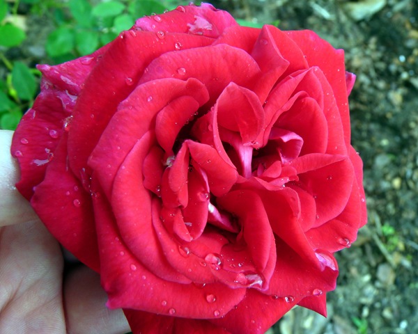 [P11106283.jpg]