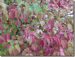 Leaves turning colors 2 Leaves turning colors 2