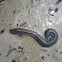 clam worm