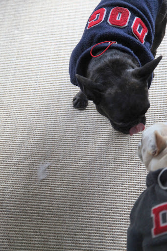 In fact, my nose is running!  Talk about being allergic!