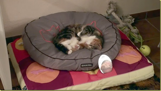 Katze6