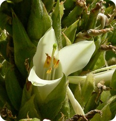 Puya raimondii