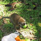 Monkeys in Kuala Lumpur city