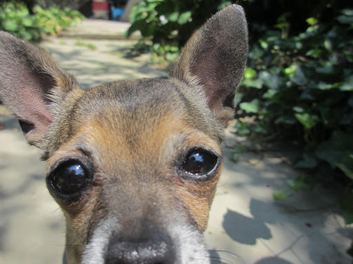 I'm thankful that I'm valued and treated like the sensitive loyal creature that I am!