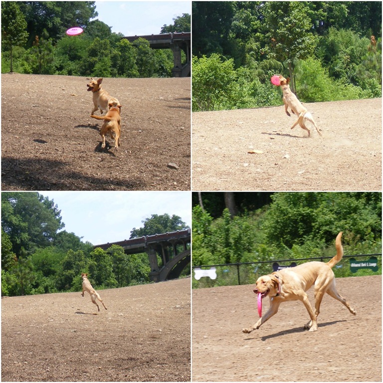 [maseydogpark%255B4%255D.jpg]