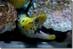 aquariumaugust3
