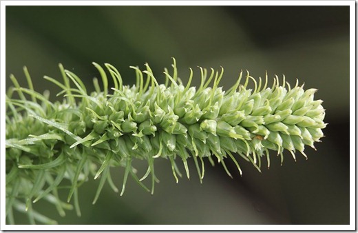110621_liatris