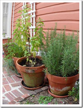 herb-garden