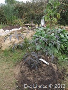 IMG_7518 IMG_7518