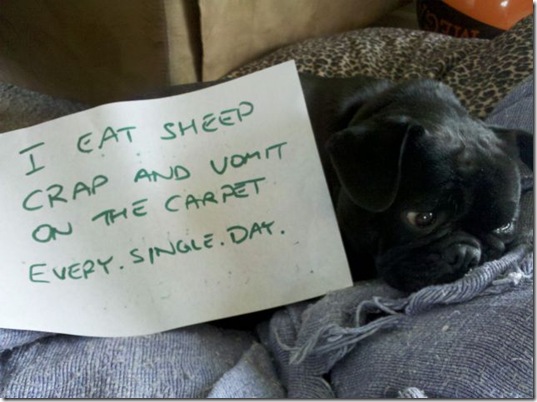 dog-shaming-bad-15