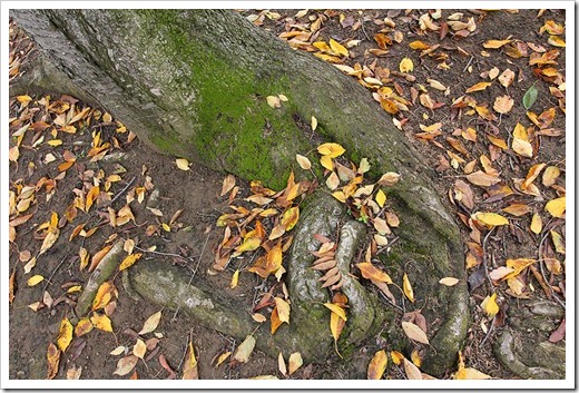 111127_tree-roots-and-leaves