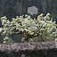 Pomares - Primavera na Quinta da Marquesa