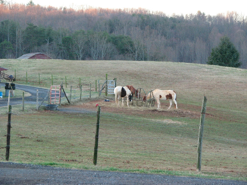 11  NC Horses