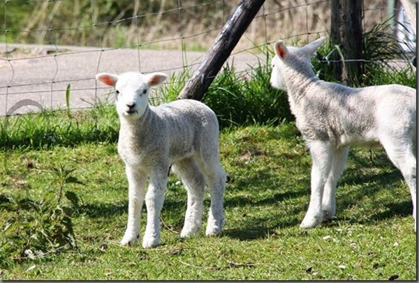 lammetjes lammetjes