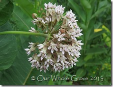 milkweed